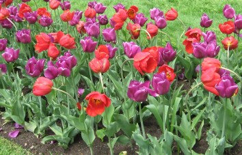 Easter Tulips